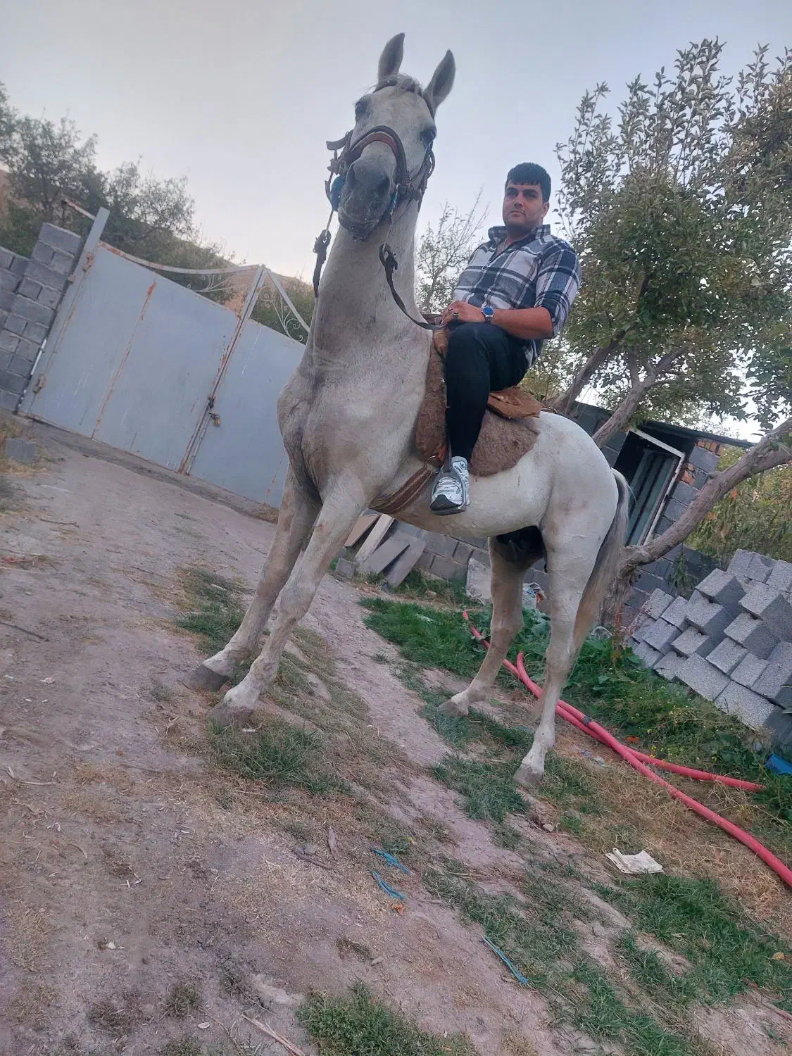 فروش اسب|اسب و تجهیزات اسبسواری|ملکآباد, |دیوار