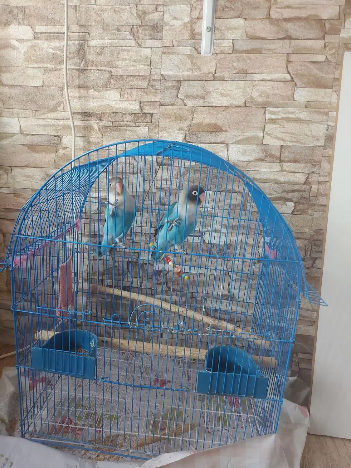 طوطی برزیلی نروماده بالغ با قفس معاوضه با مرغ|پرنده|قزوین, |دیوار