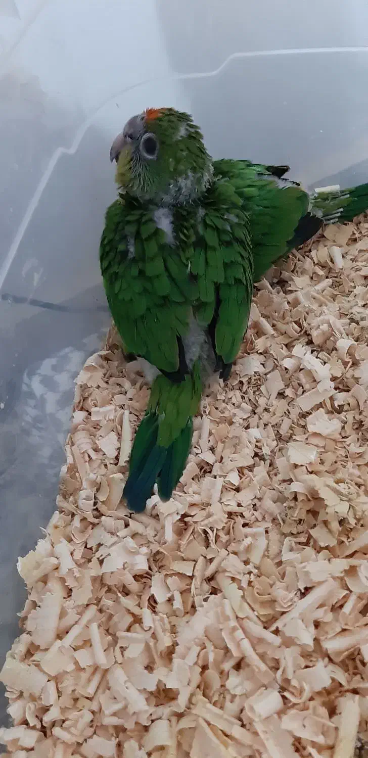 جوجه طوطی پیشانی هلویی خورشیدی راهب گرینچیک|پرنده|محمدشهر, شهرک چمران|دیوار