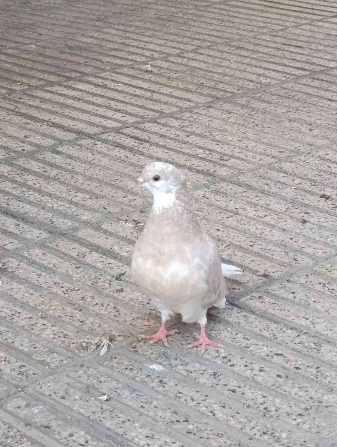 کبوتر فوق پرش|پرنده|گرگان, |دیوار