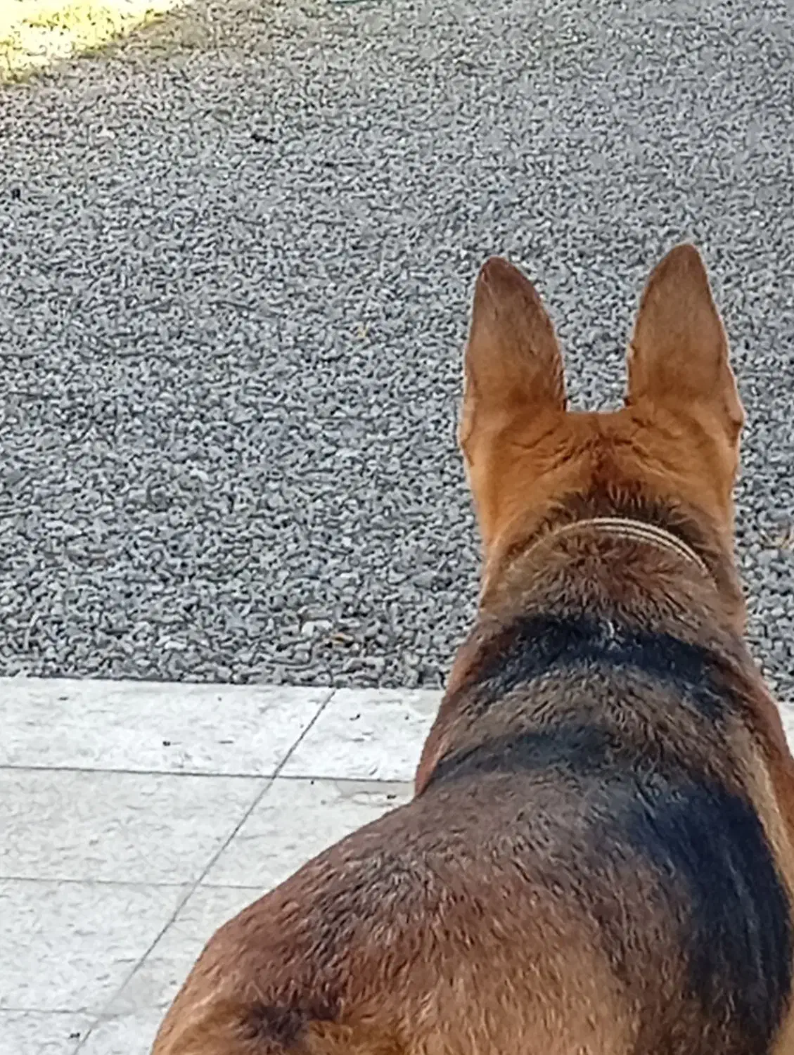 حیوانات سگ|سگ|کاشان, دانشگاه کاشان|دیوار