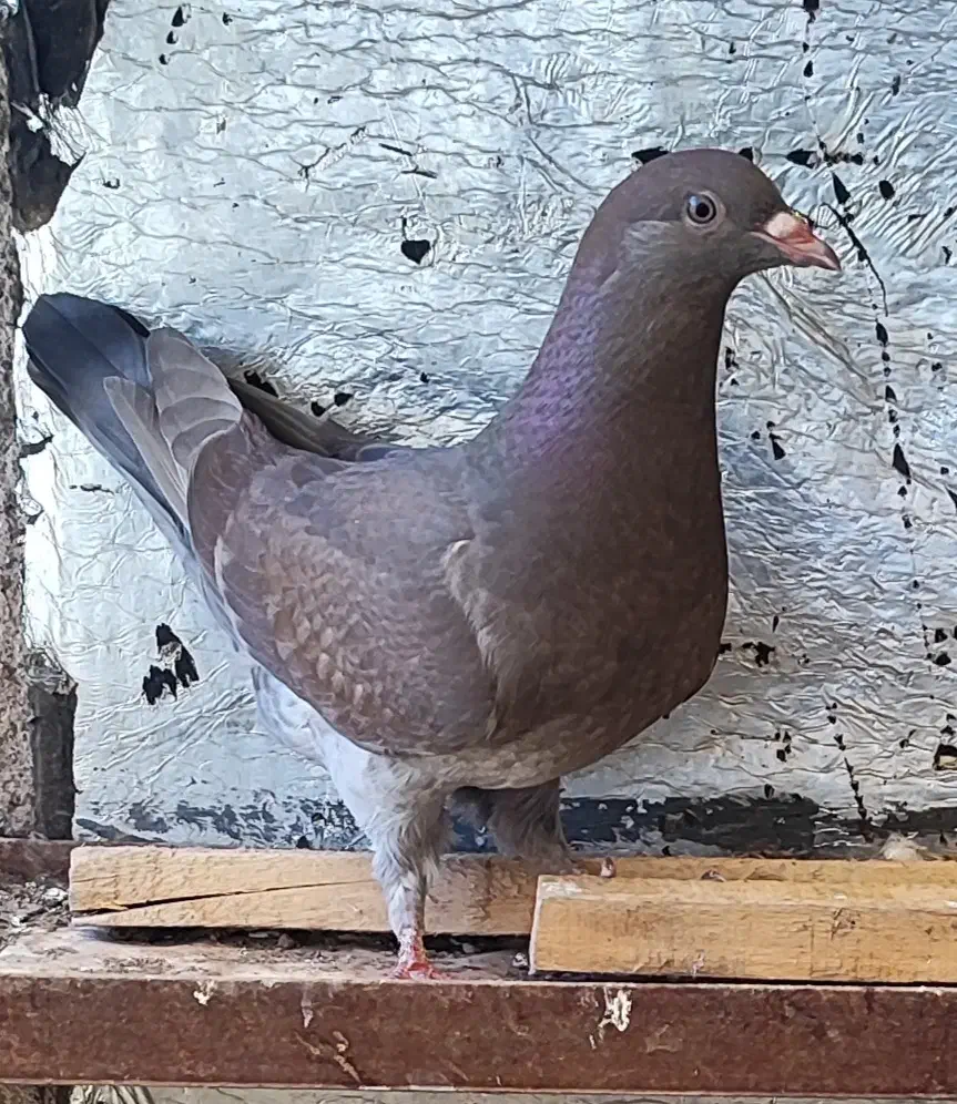 شامی سرکه ای|پرنده|اقبالیه, |دیوار