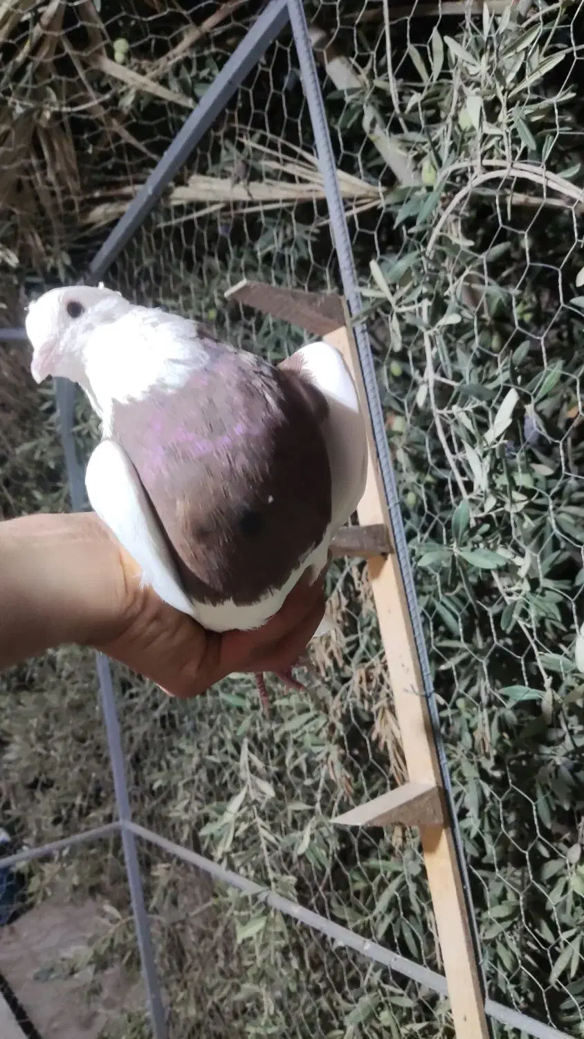 نر طوق سرخ|پرنده|راور, |دیوار