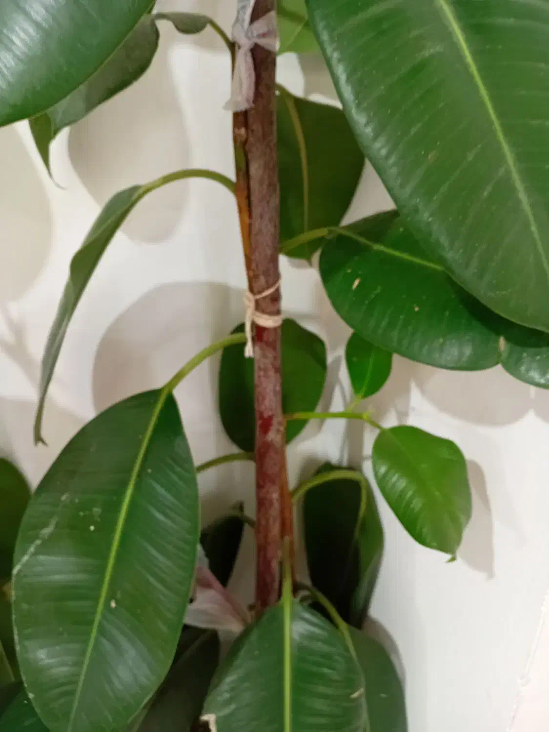 گل فیکوس|گل و گیاه طبیعی|شهرکرد, |دیوار