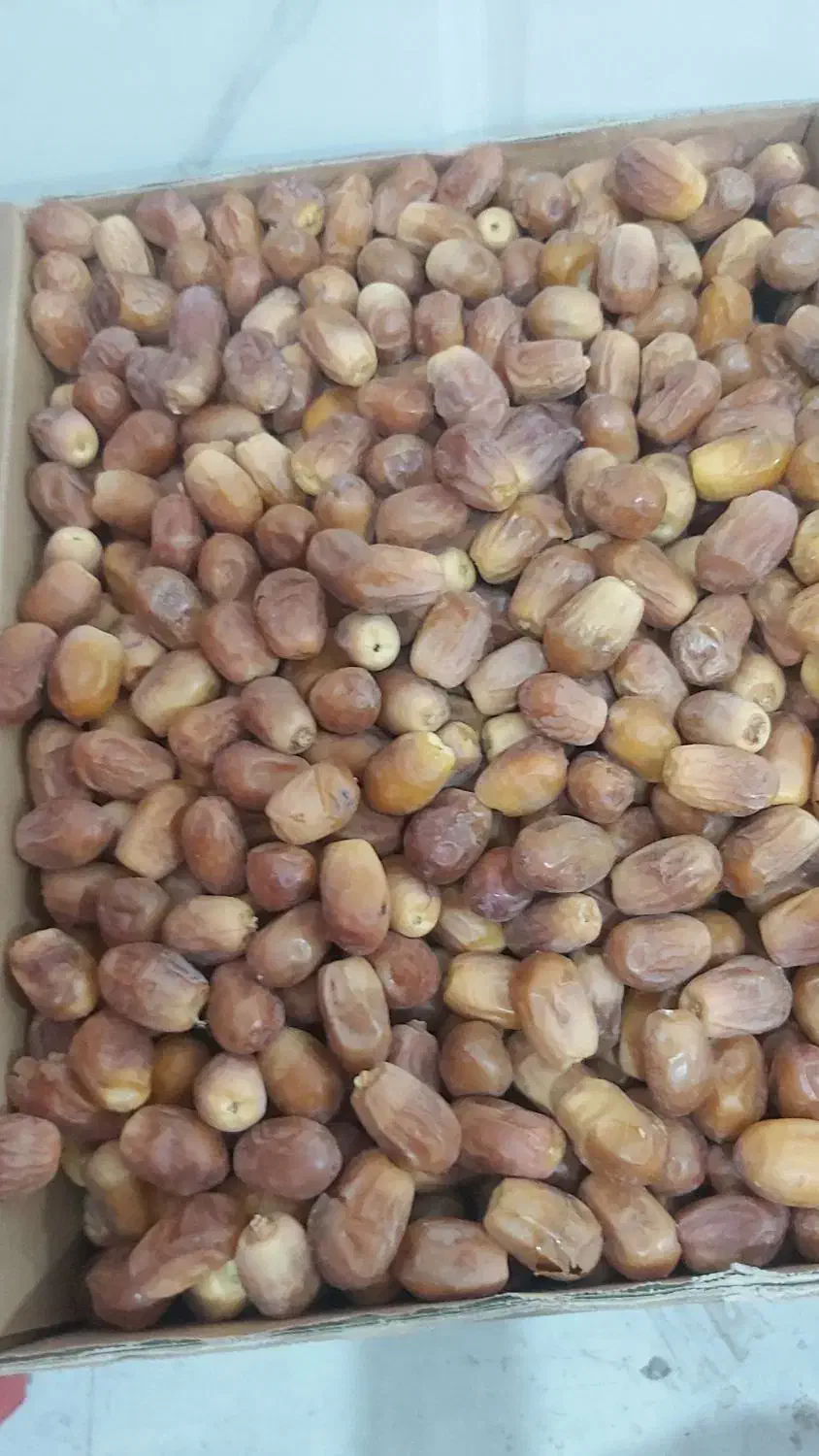 خرمای زاهدی درجه ۱ پشت کوه|خوردنی و آشامیدنی|بوشکان, |دیوار