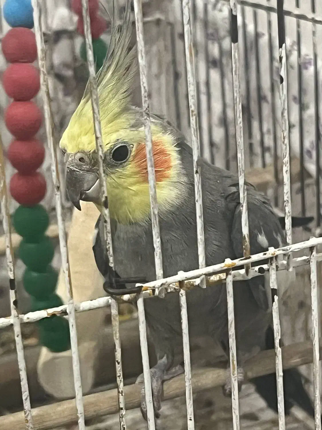 عروس هلندی گم شده زمین شهری شمالی (مژدگانی)|پرنده|شوش, |دیوار