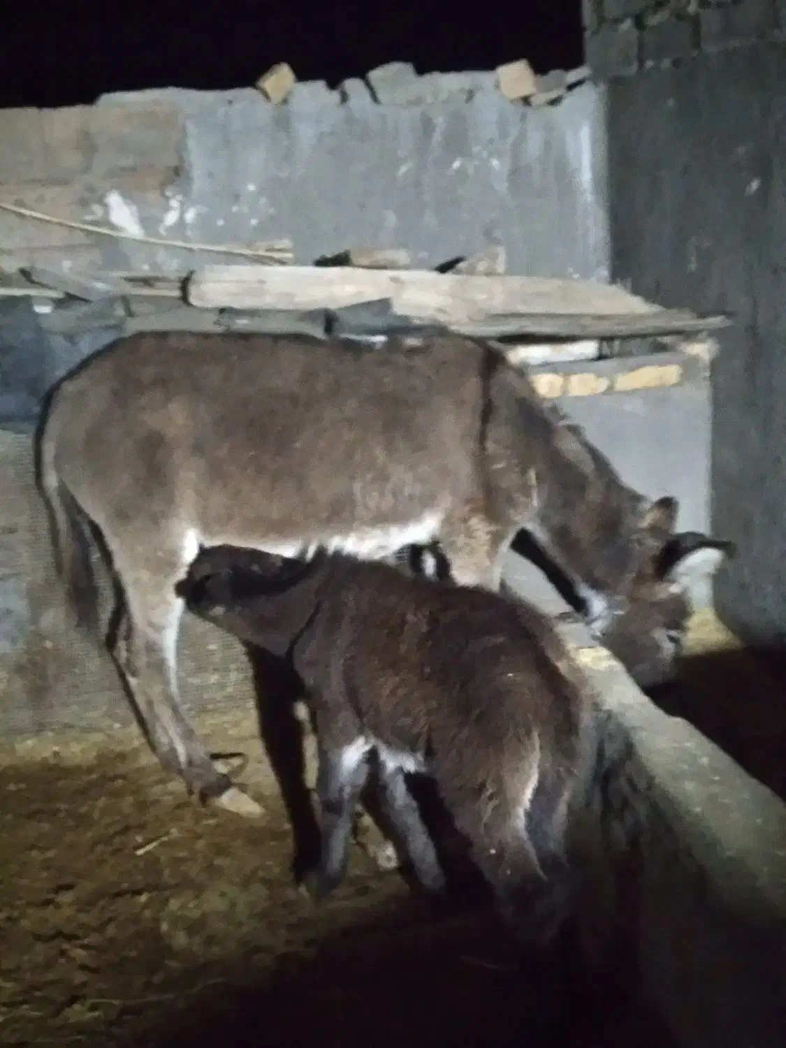 الاغ ماده فروشی|حیوانات مزرعه|زنجانرود, |دیوار