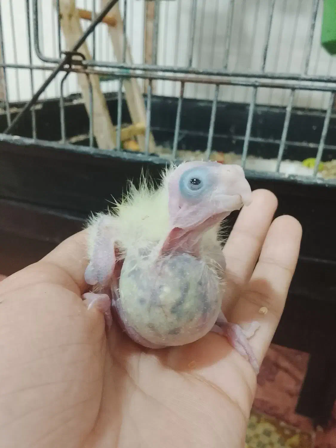 جوجه عروس ۱۱روزه لوتینو و ابلغ|پرنده|میناب, |دیوار