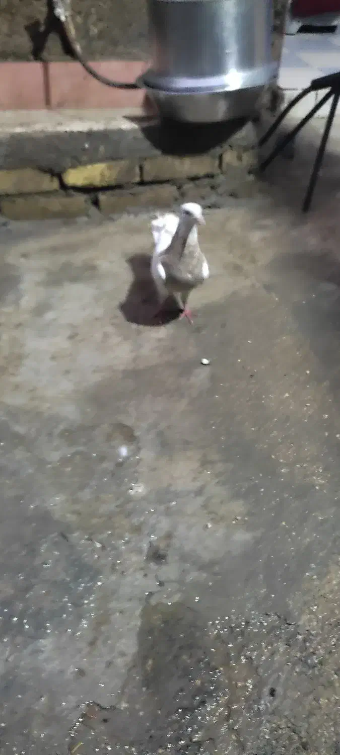 کبوتر طوقی|پرنده|امیدیه, |دیوار