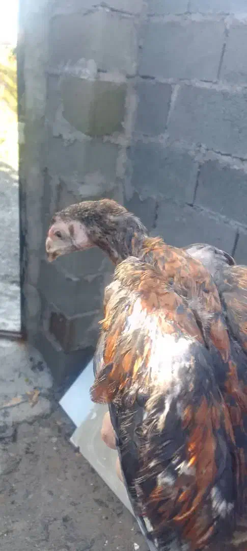 چهارتا جوجه لار|حیوانات مزرعه|بندر انزلی, لیچارگی حسن رود|دیوار