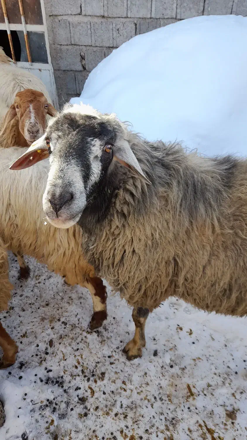 قوچ چال|حیوانات مزرعه|مشگین شهر, |دیوار