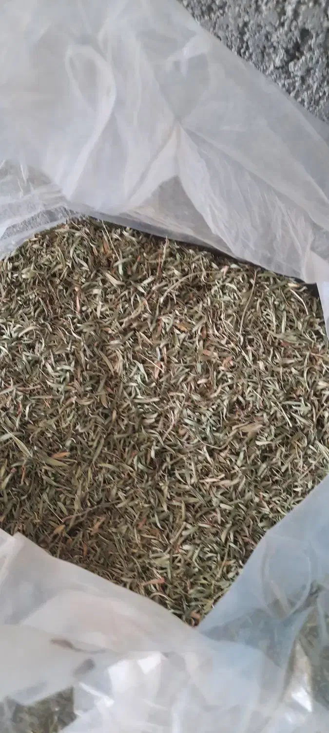 آویشن کوهی گل.|عمدهفروشی|چادگان, |دیوار