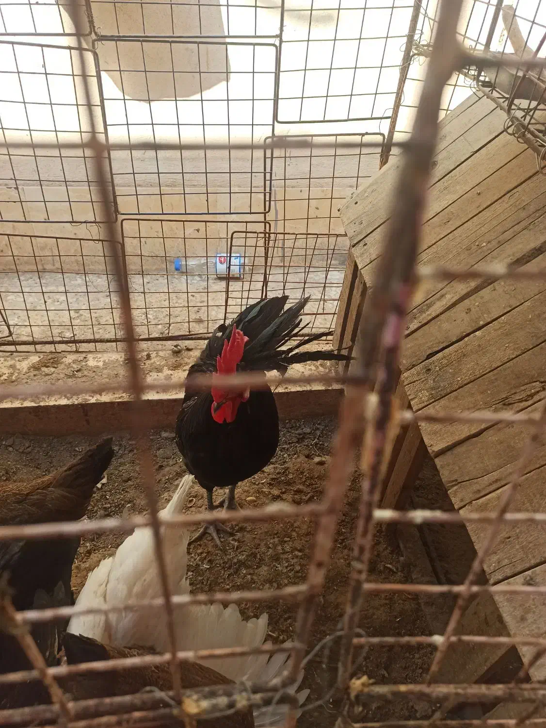 خروس محلی اصل|حیوانات مزرعه|اهرم, |دیوار