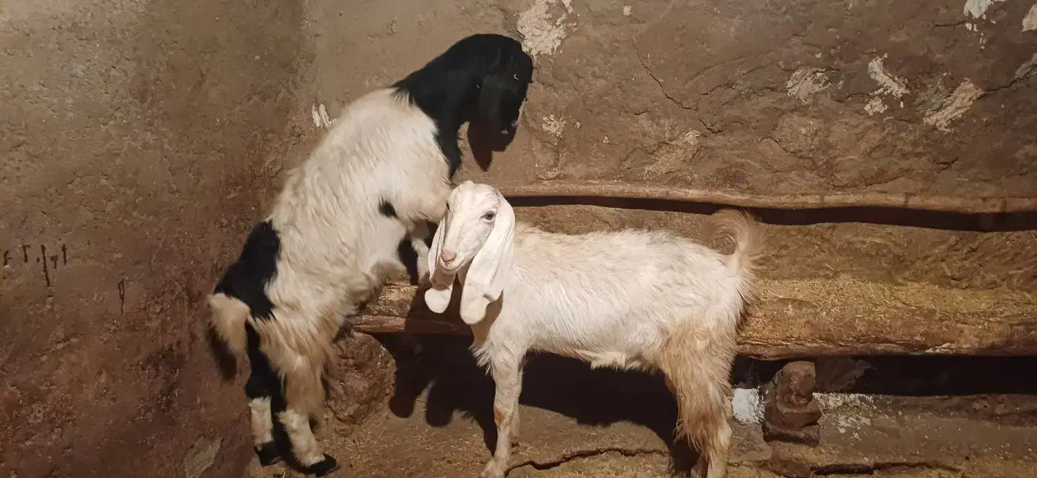 بز هلندی|حیوانات مزرعه|هرسین, |دیوار