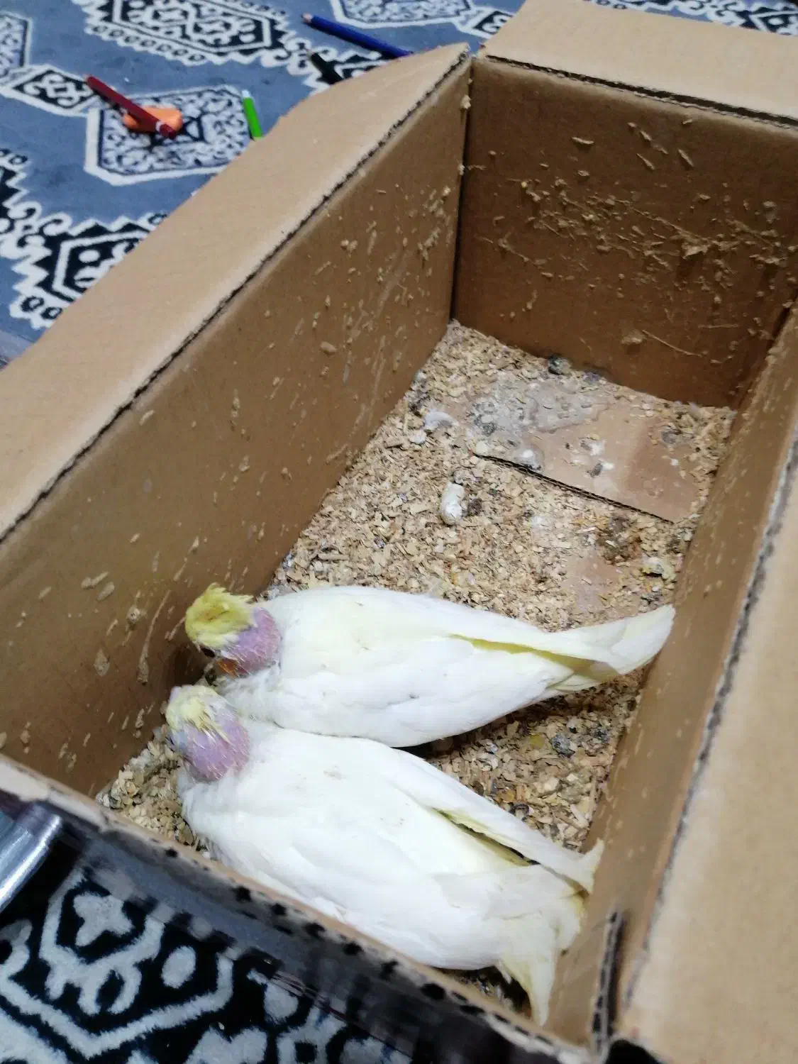 عروس هلندی سرلاکی|پرنده|کازرون, |دیوار