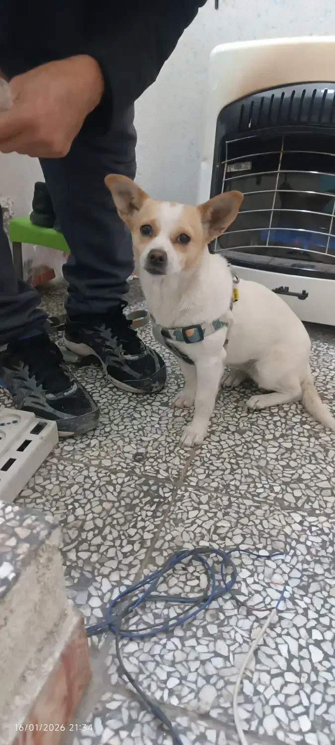 سگ اشپیتز|سگ|هشتگرد, هشتگرد قدیم|دیوار