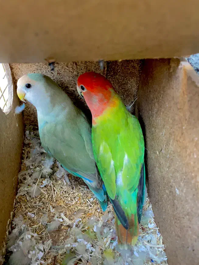 کوتوله برزیلی|پرنده|زاهدان, |دیوار