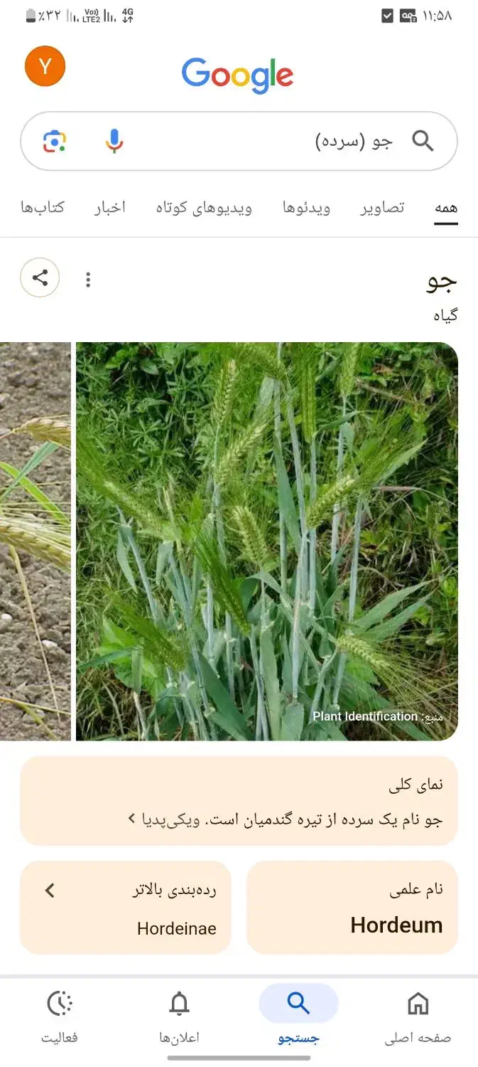 جو دیم|گل و گیاه طبیعی|تربت جام, یحیی آباد|دیوار