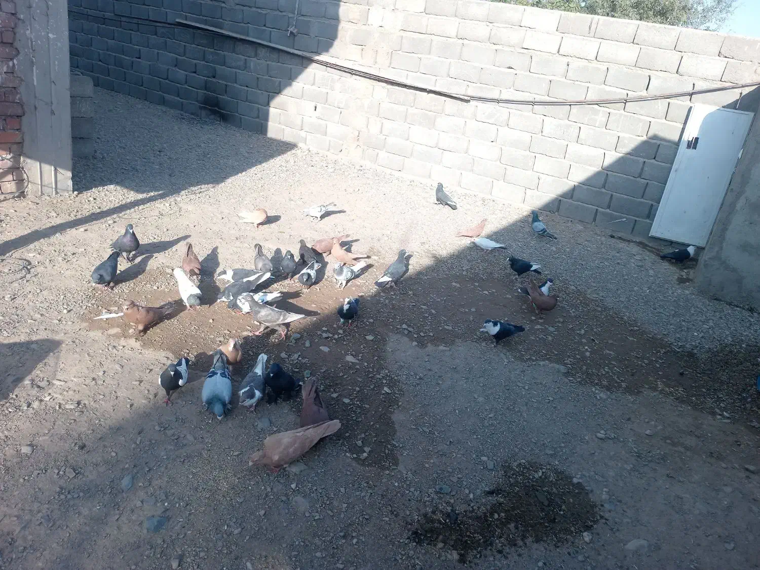 پرنده|پرنده|یزدان شهر, |دیوار