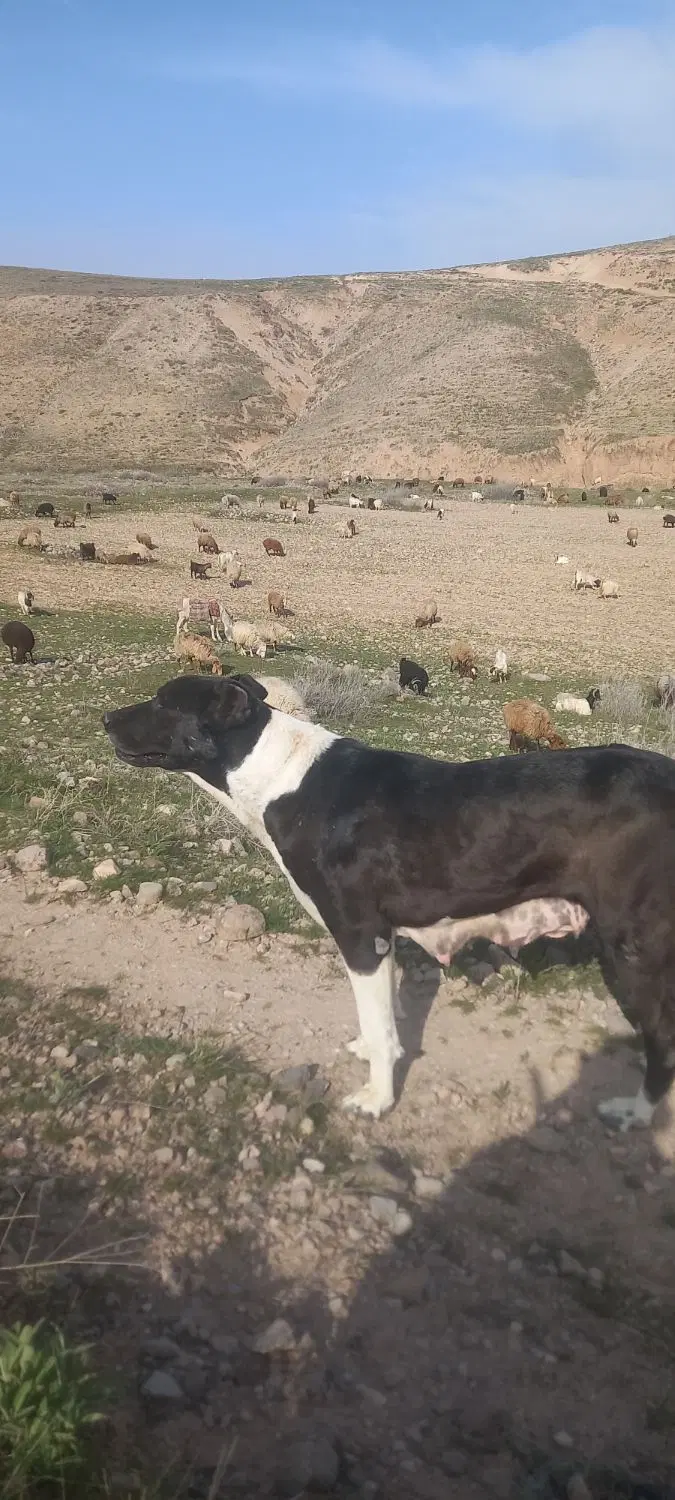 ماده سک|سگ|قوچان, |دیوار