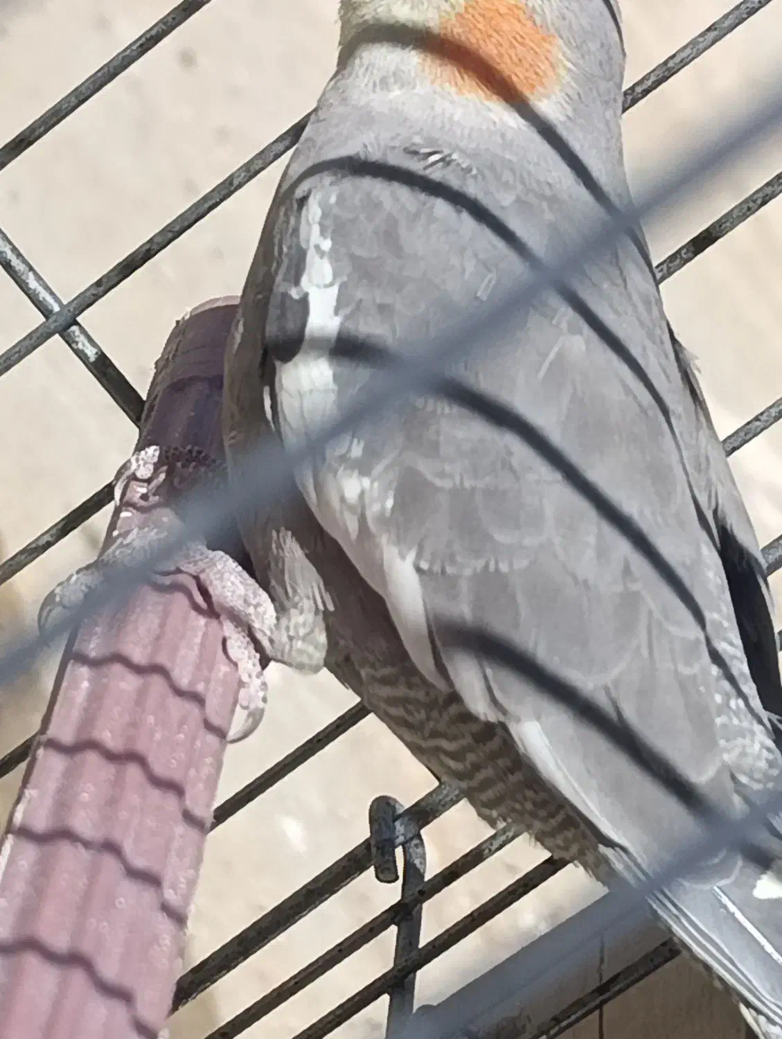 عروی هلندی|پرنده|سپیدان, |دیوار