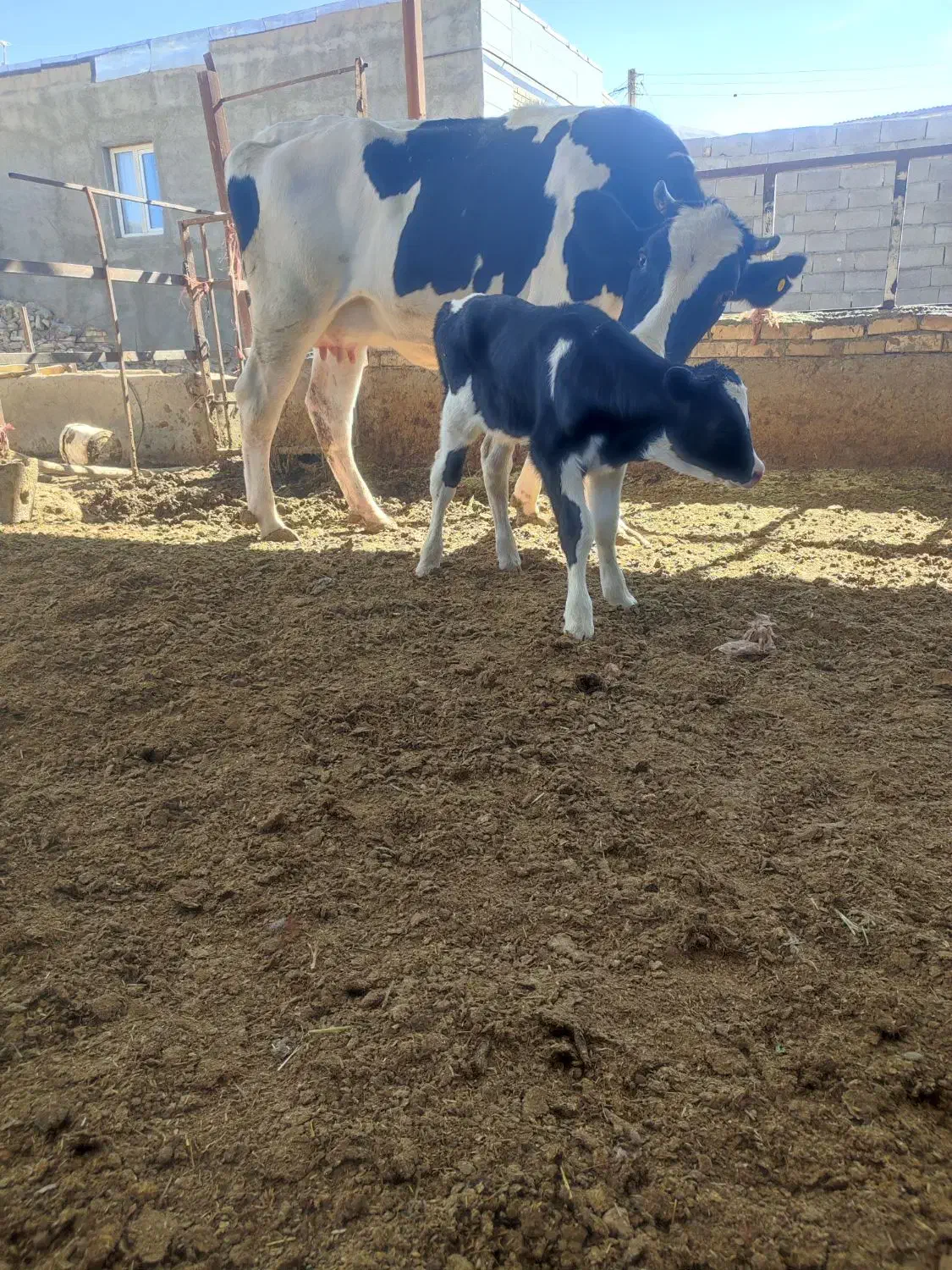 گاو شیری|حیوانات مزرعه|شیرینسو, |دیوار