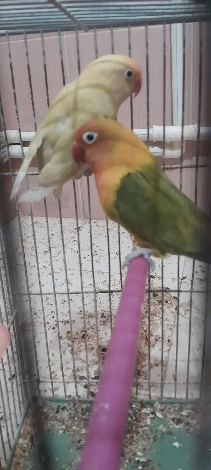 طوطی برزیلی|پرنده|اردبیل, |دیوار