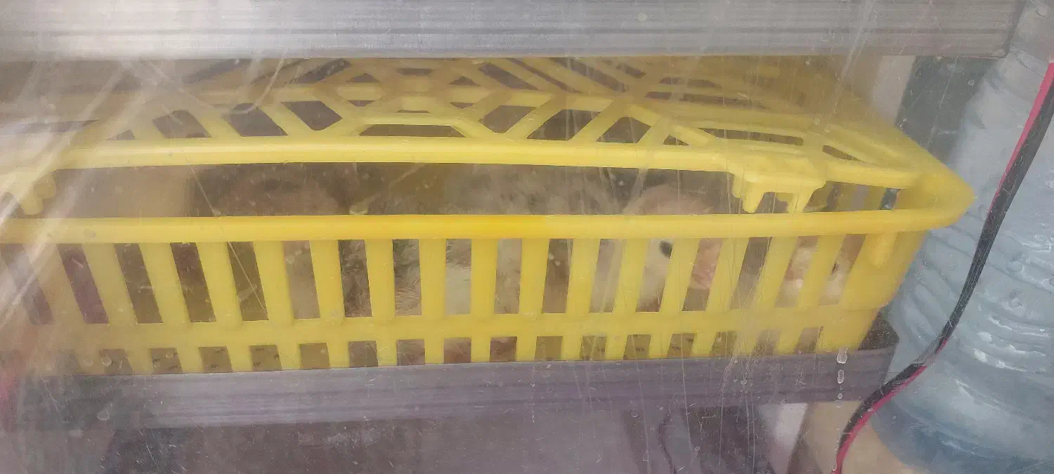 جوجه بوقلمون|حیوانات مزرعه|امیدیه, |دیوار