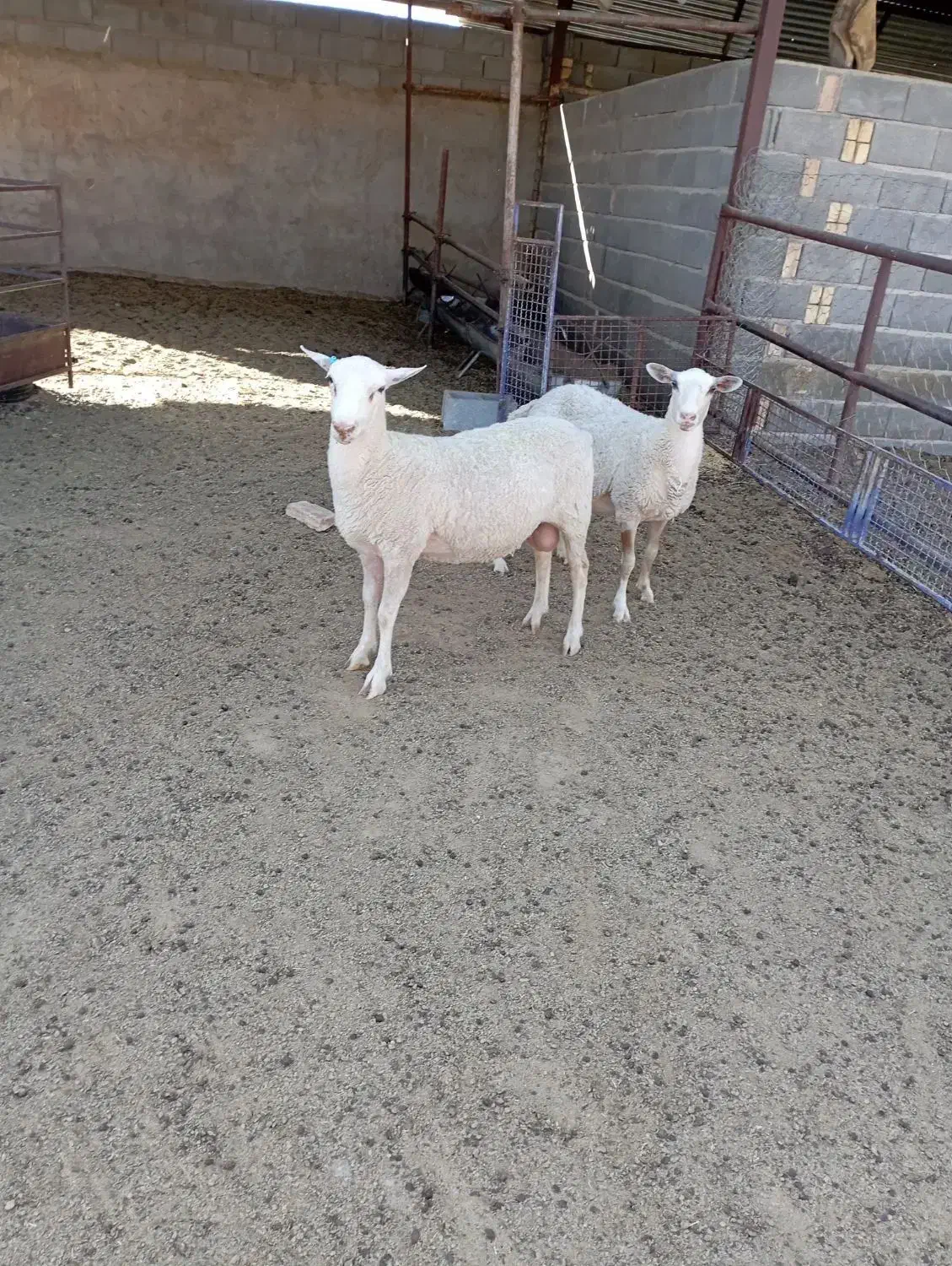 بره نر وماده لاکن|حیوانات مزرعه|اصفهان, بهارستان|دیوار