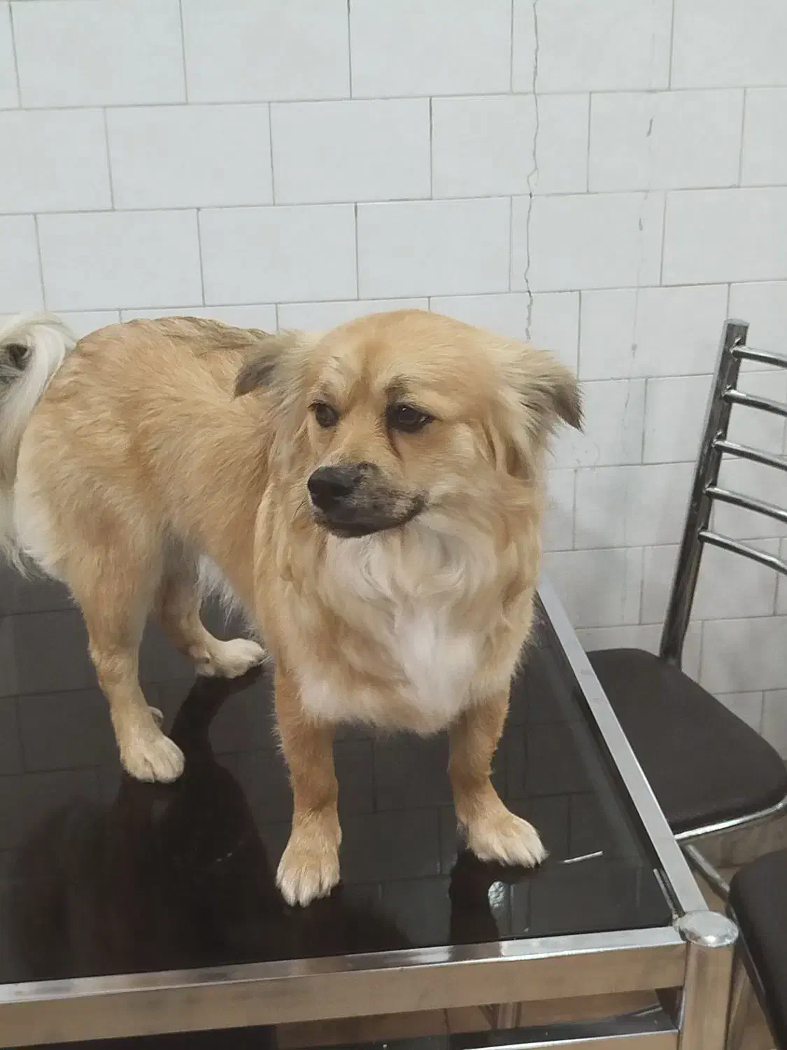 سگ خونگی|سگ|بروجرد, |دیوار