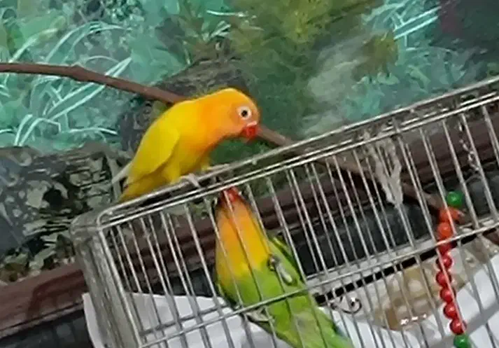 دو کوتوله زیبا بفروش میرسد|پرنده|زرند, |دیوار