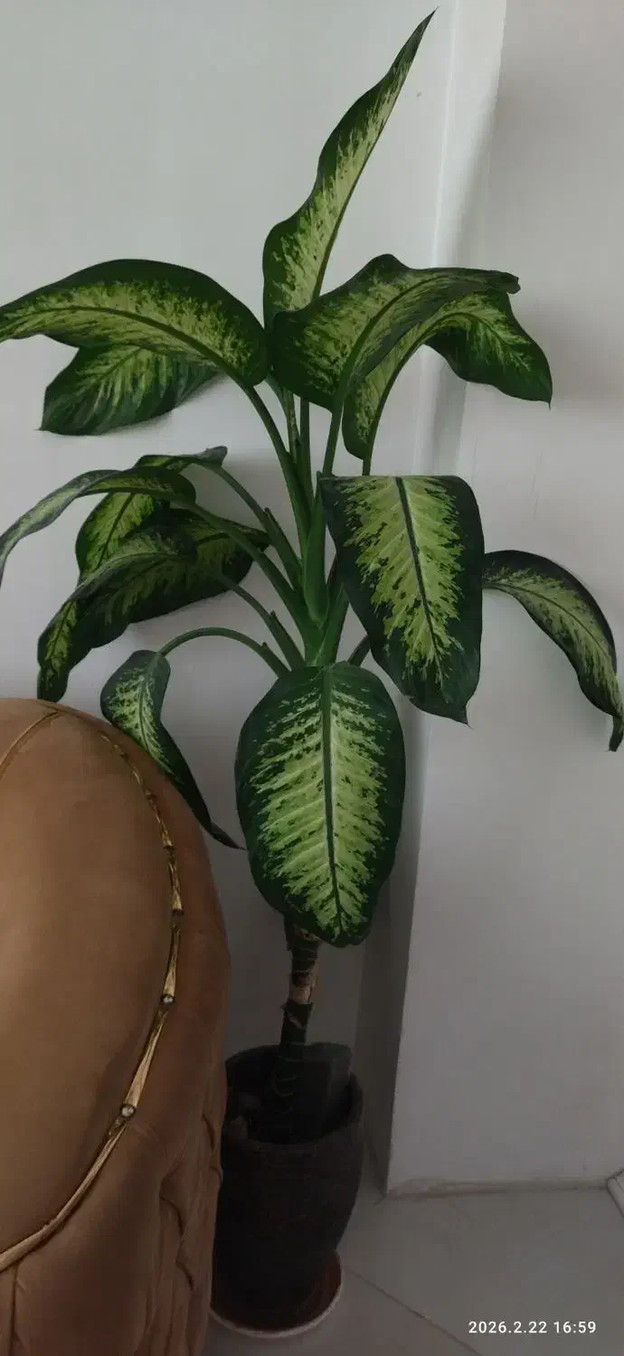 گل دیفن|گل و گیاه طبیعی|نیشابور, دارایی|دیوار