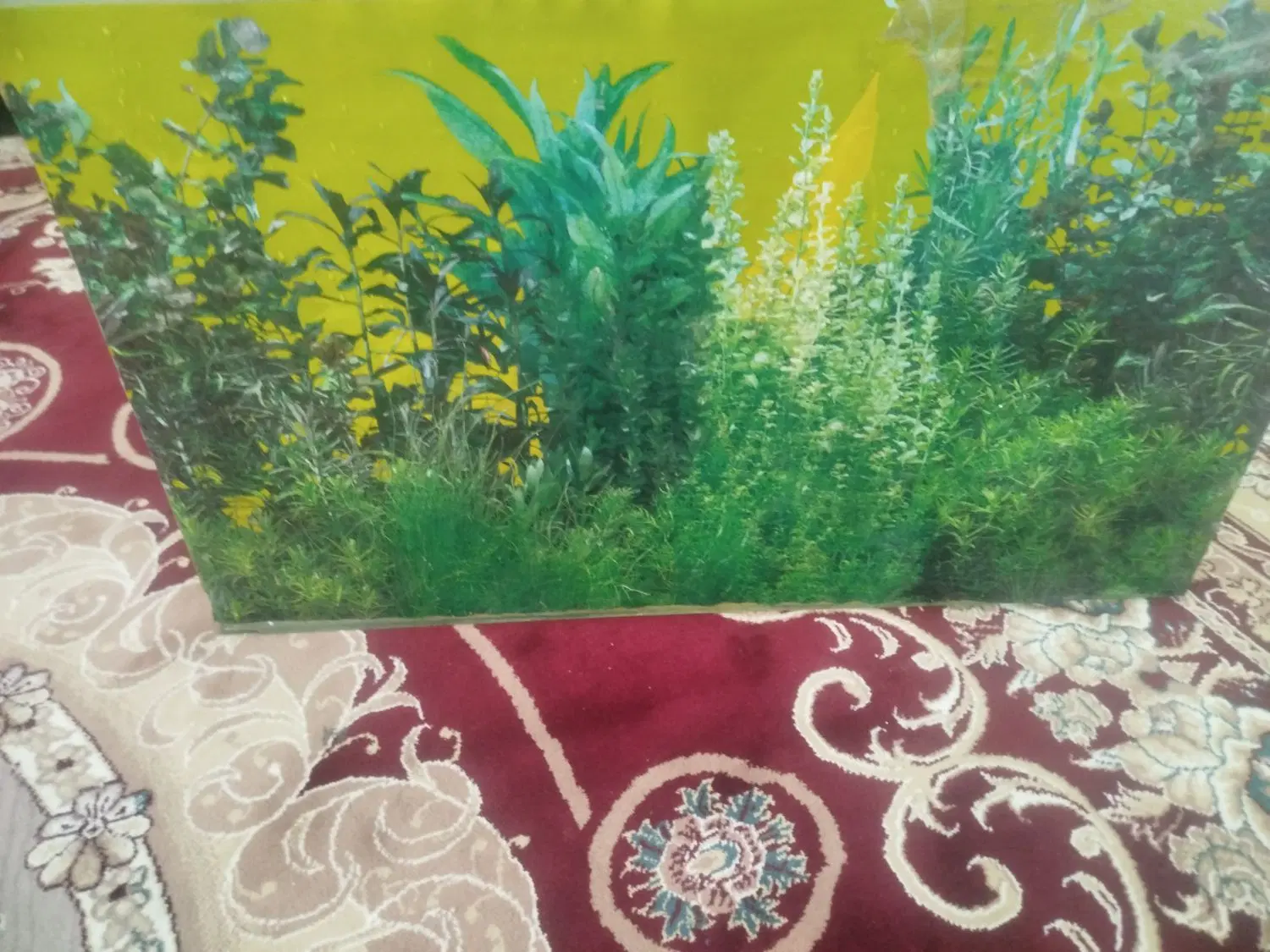 آکواریوم|ماهی|کنگاور, |دیوار