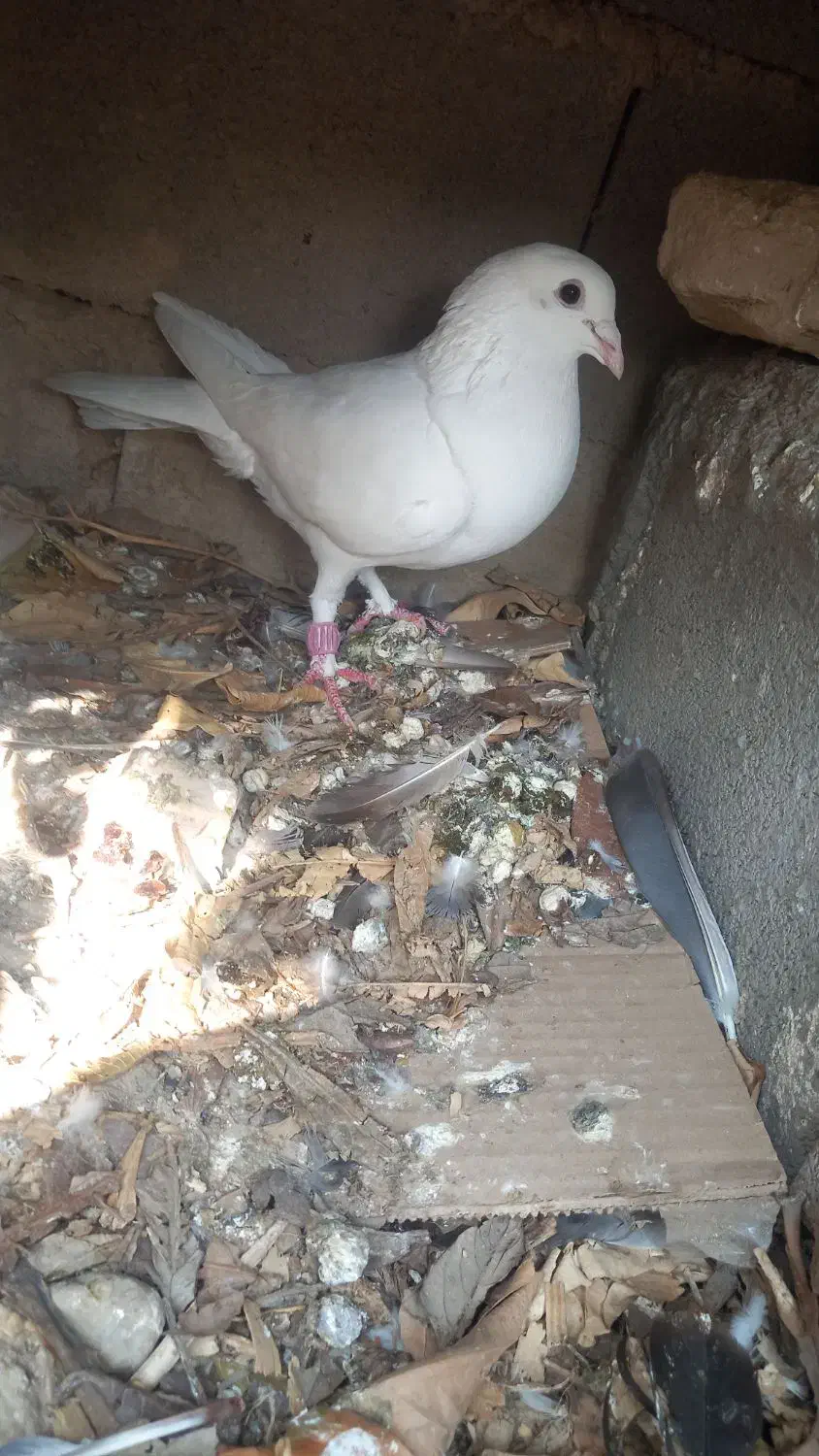 کبوتر۱۱عدد|پرنده|خان ببین, |دیوار