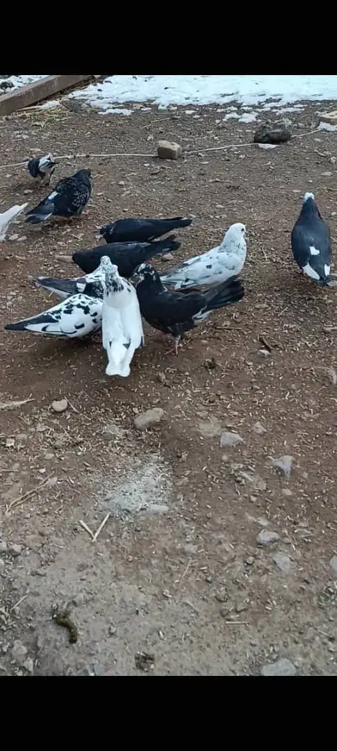 کبوتر‌|پرنده|بستان آباد, |دیوار