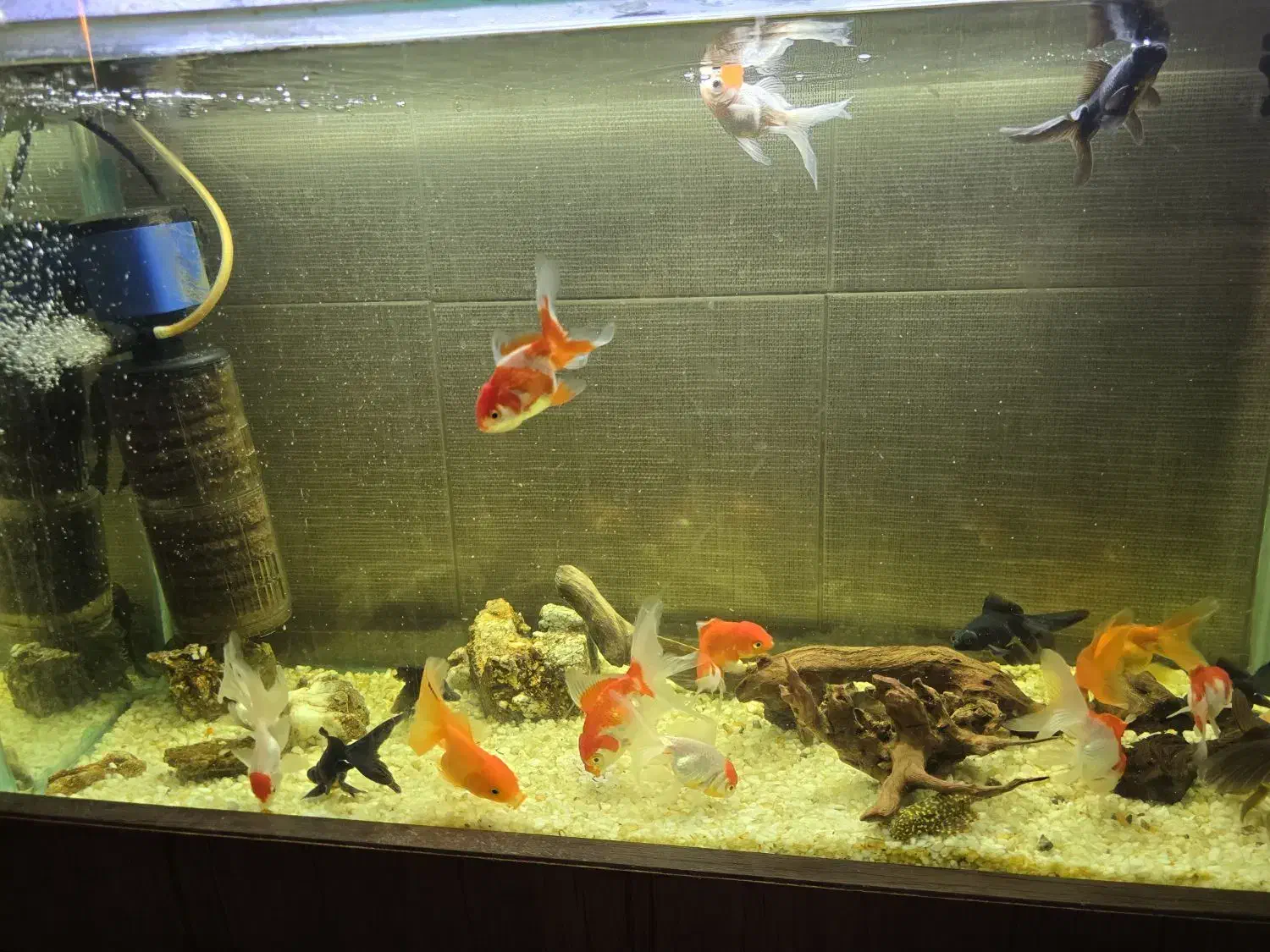 گلدفیش|ماهی|ملایر, |دیوار