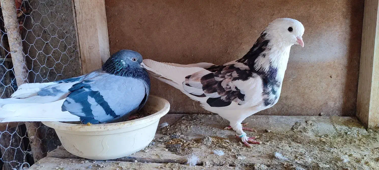 کفتر هما سرور|پرنده|تهران, انبار نفت|دیوار