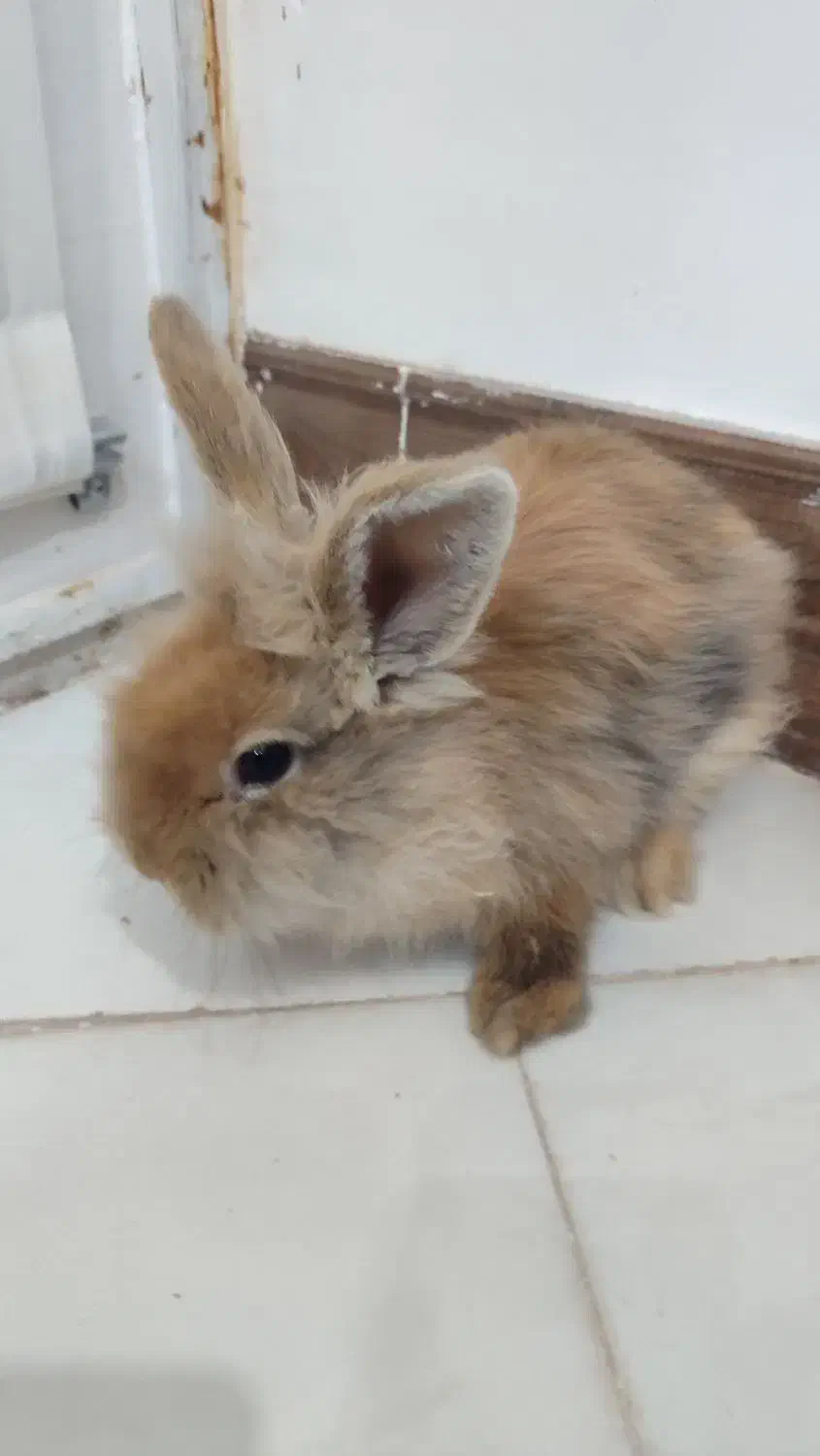 خرگوش|موش و خرگوش|رفسنجان, |دیوار