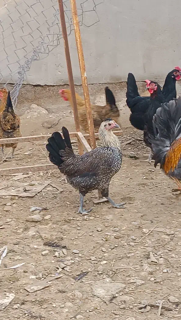 فروش تخم نطفه دار مرغ عربی|حیوانات مزرعه|اهواز, کیان اباد|دیوار