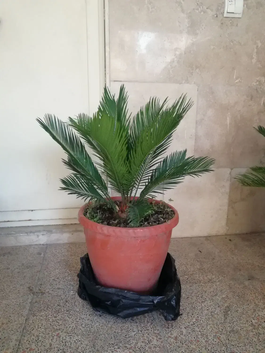 سیکاس گل آپارتمانی|گل و گیاه طبیعی|شهریار, شهرک شاهد|دیوار