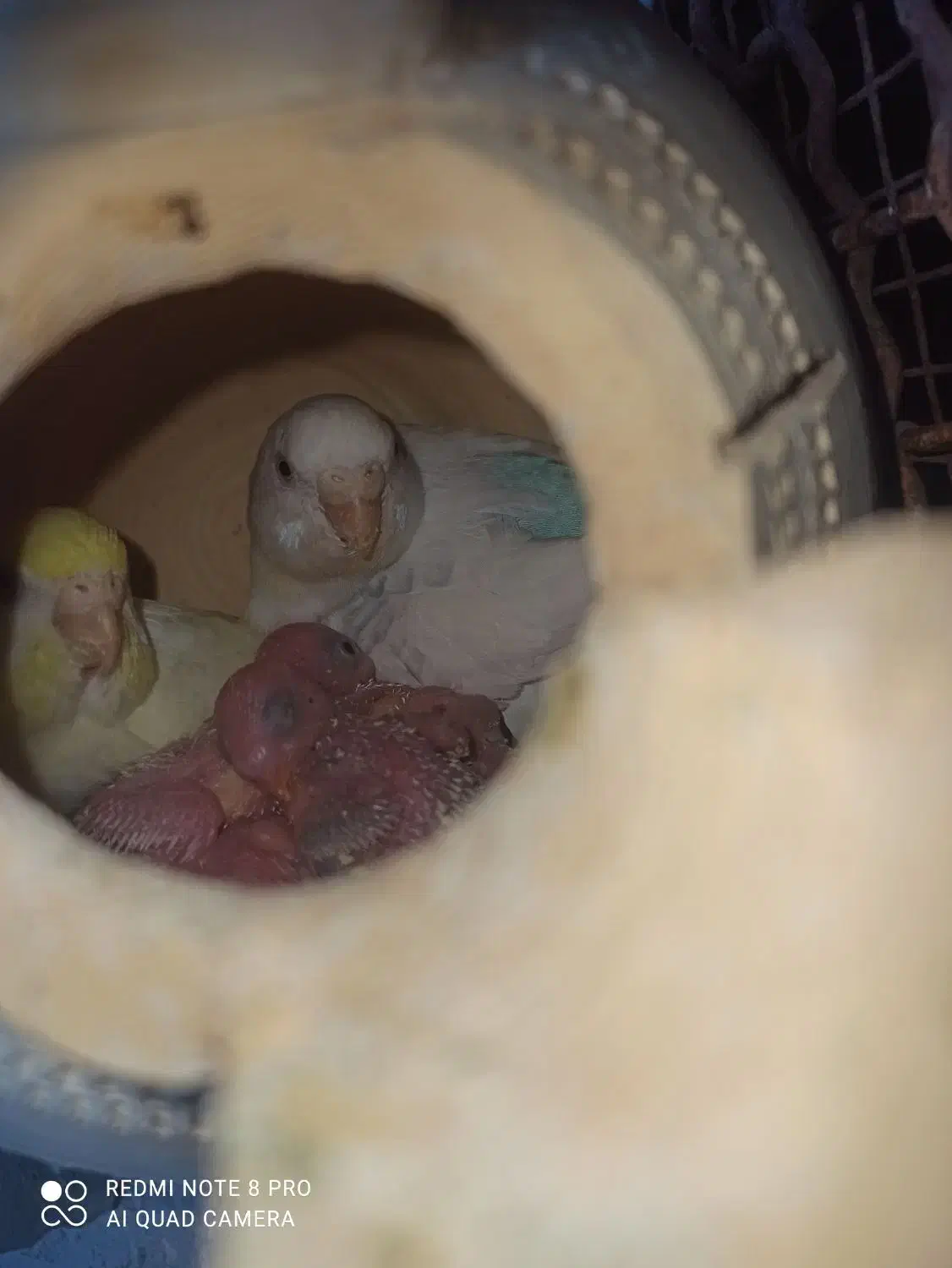 مرغ عشق مولد با جوجه|پرنده|میناب, |دیوار