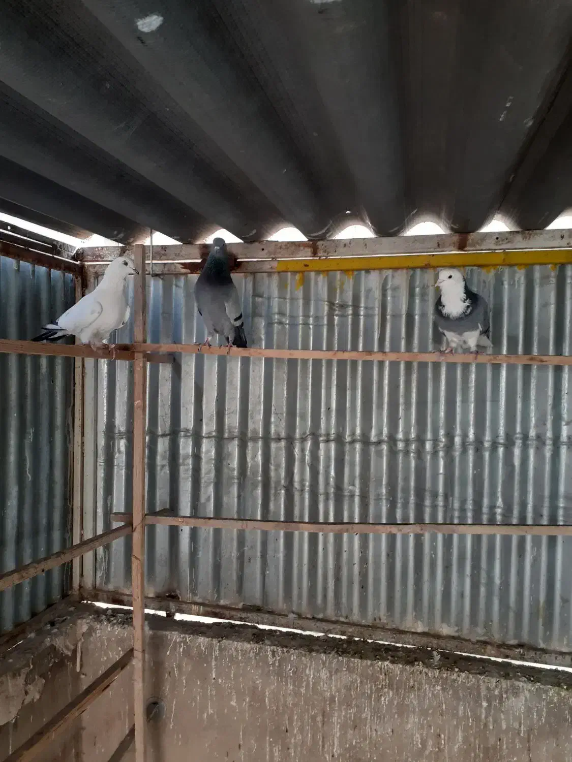 کفتر ۴۰ عدد|پرنده|تهران, میدان میوه و ترهبار مرکزی|دیوار