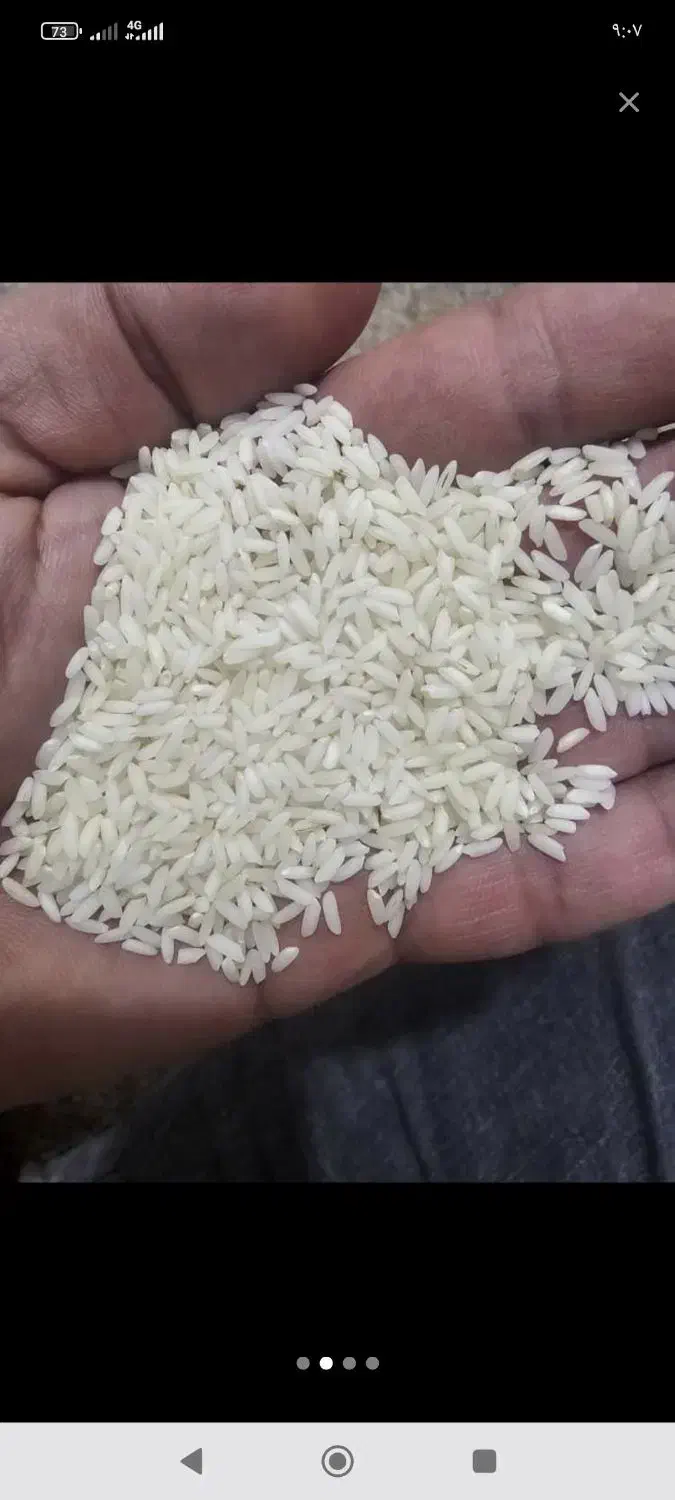 برنج سونامسوری شبیه عنبر بو|عمده‌فروشی|شادگان, |دیوار