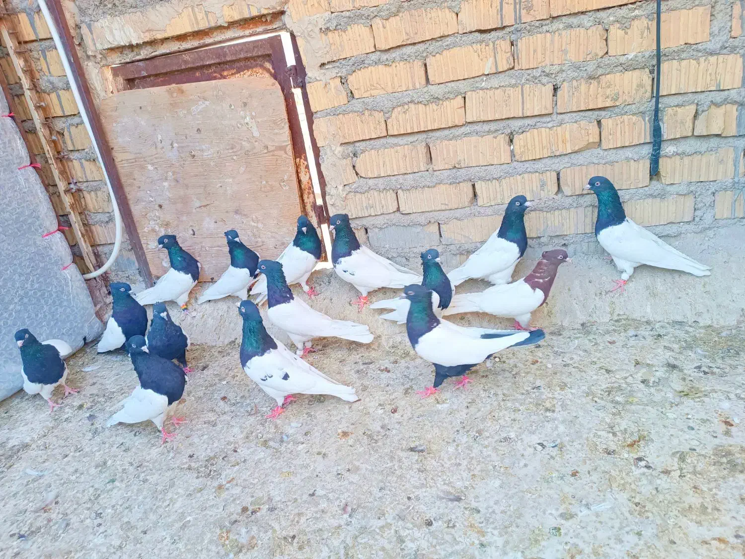 کله مهر مهر|پرنده|شیراز, ریاستی|دیوار
