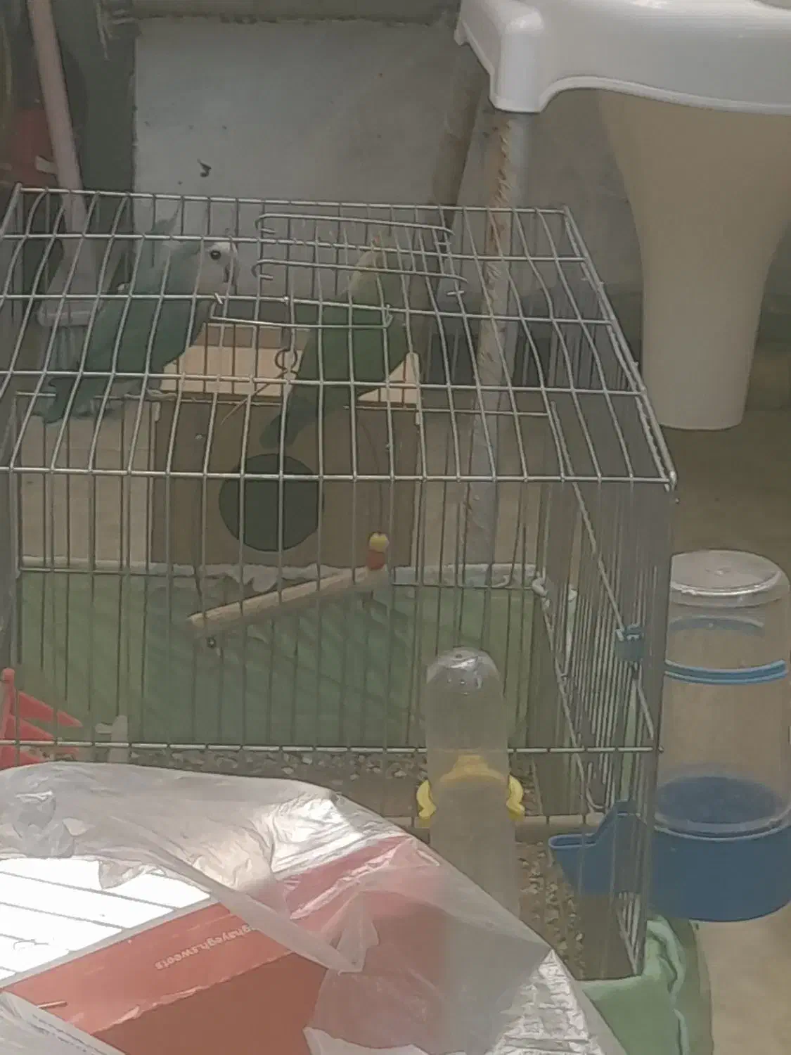 طوطی برزیلی|پرنده|مسجد سلیمان, |دیوار