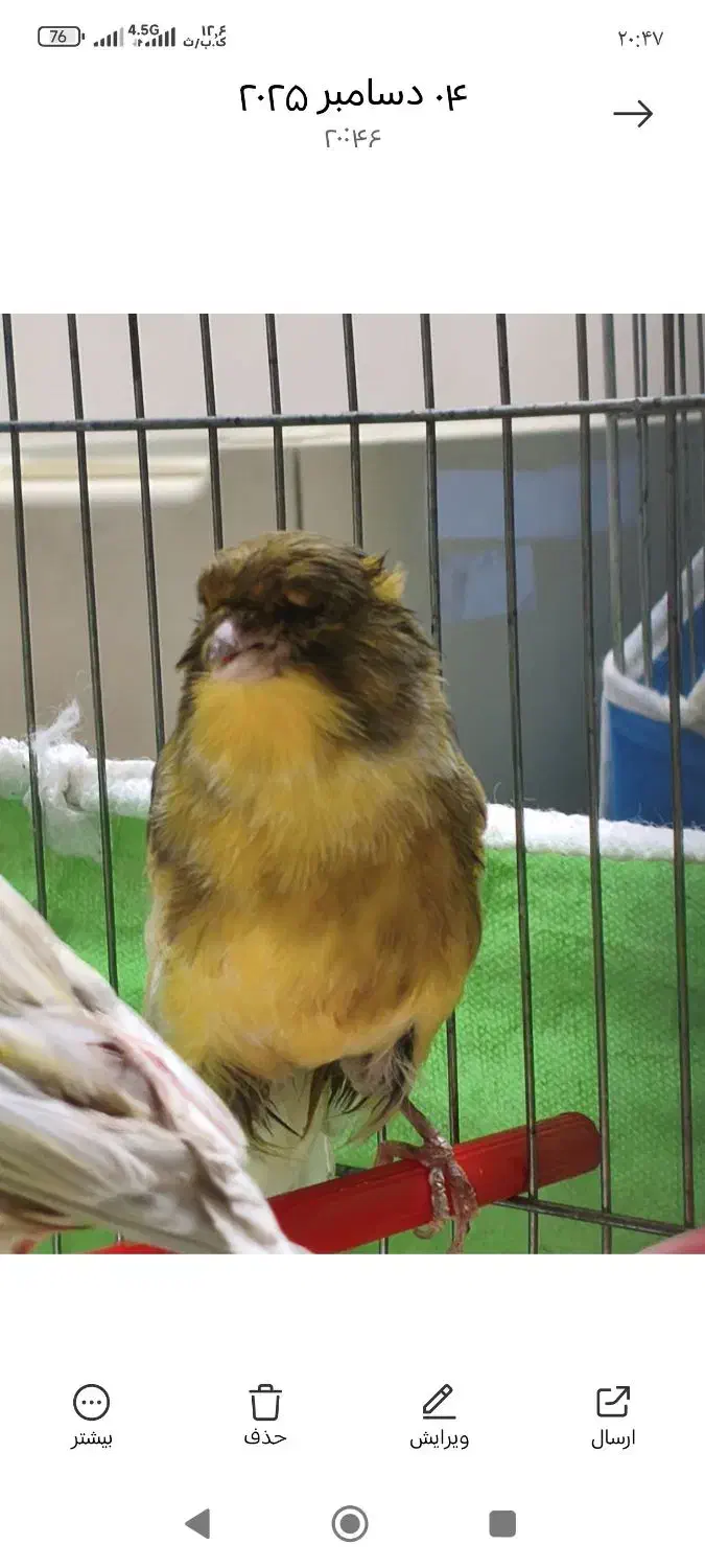 قناری نروماده جفت1500|پرنده|اصفهان, امامزاده اسماعیل|دیوار