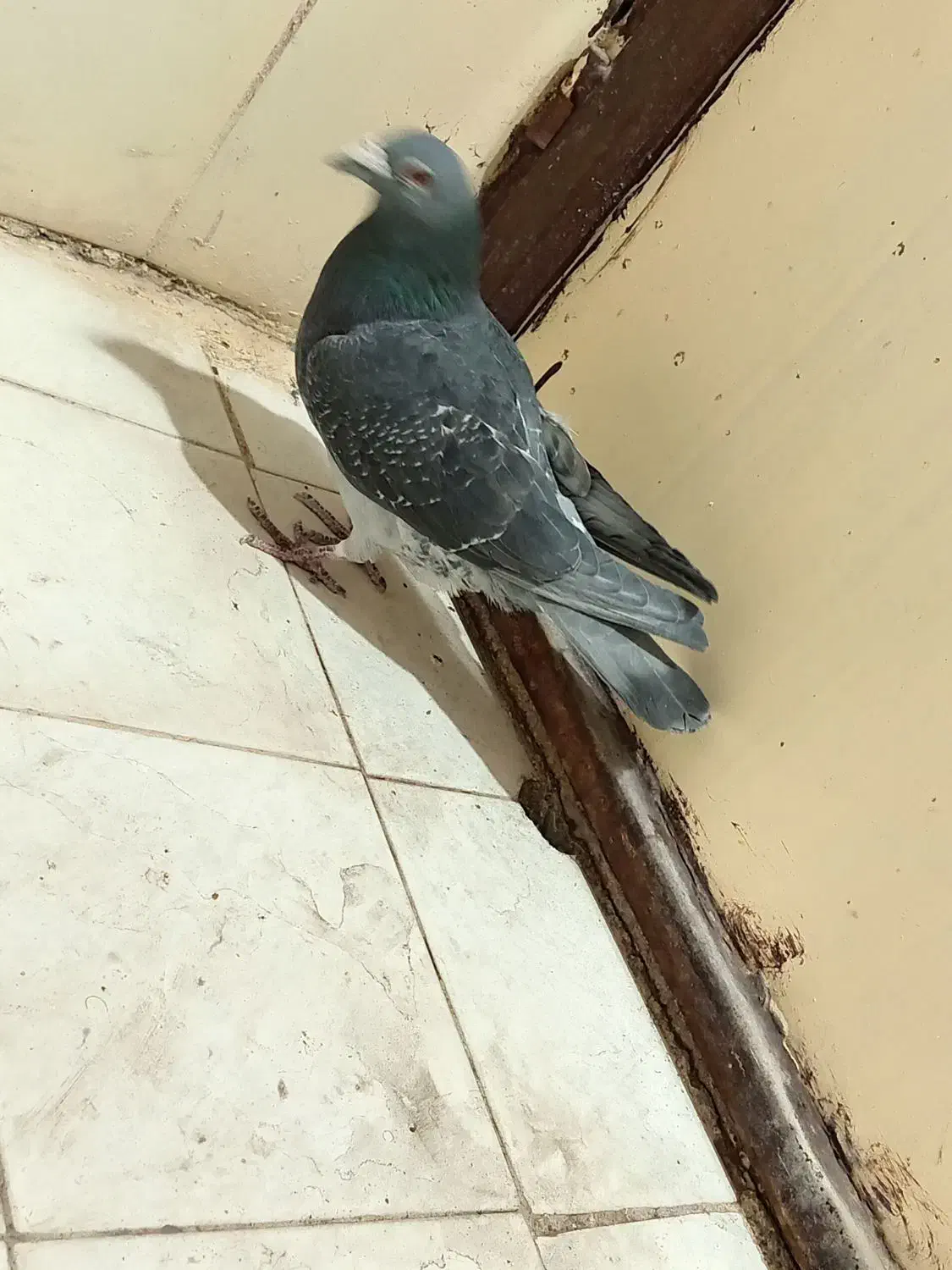 کفتر|پرنده|بیرجند, |دیوار