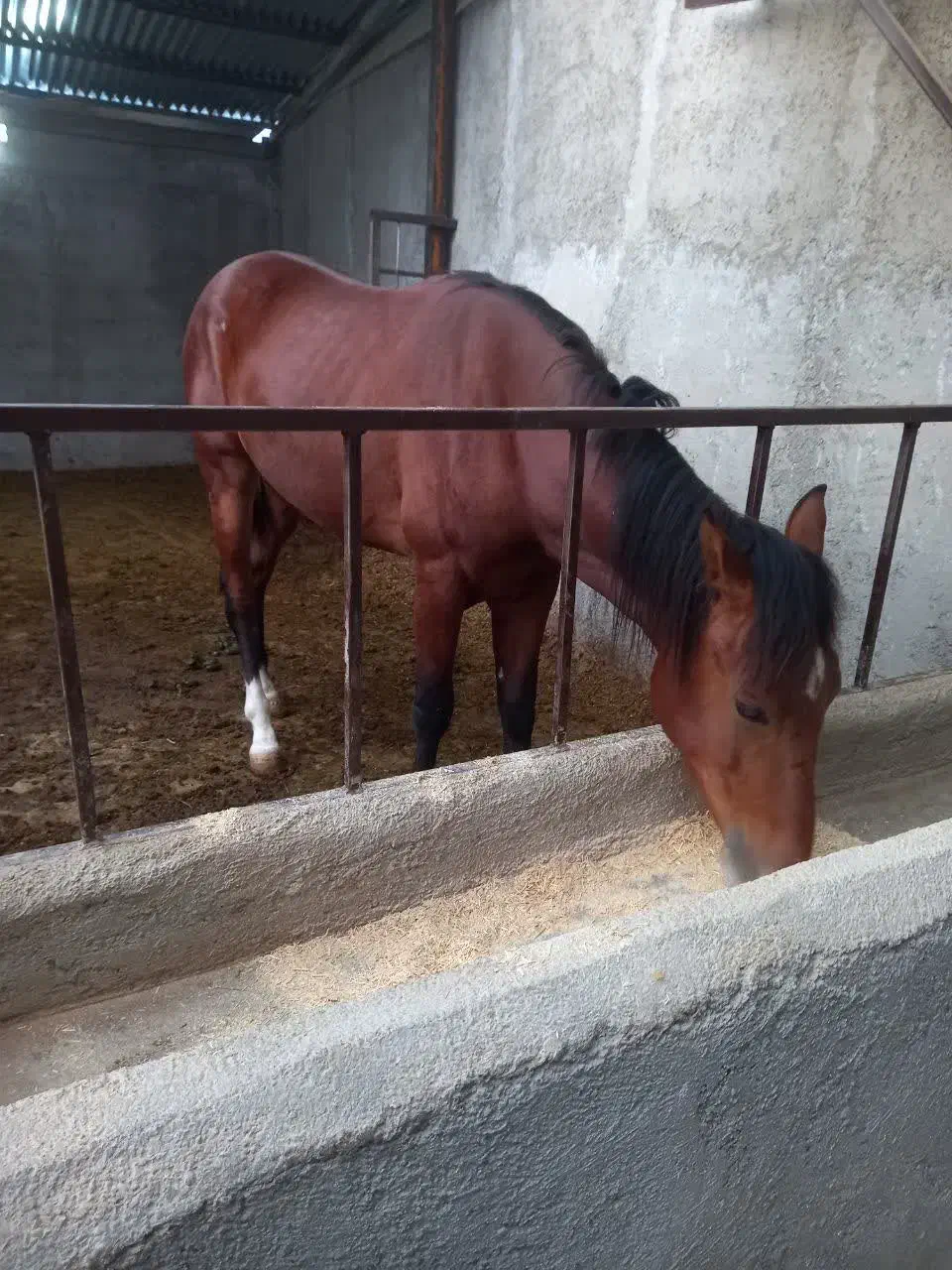 یک عدد اسب ،نریون (نر)،۳ساله|اسب و تجهیزات اسبسواری|نظرآباد, رسالت|دیوار