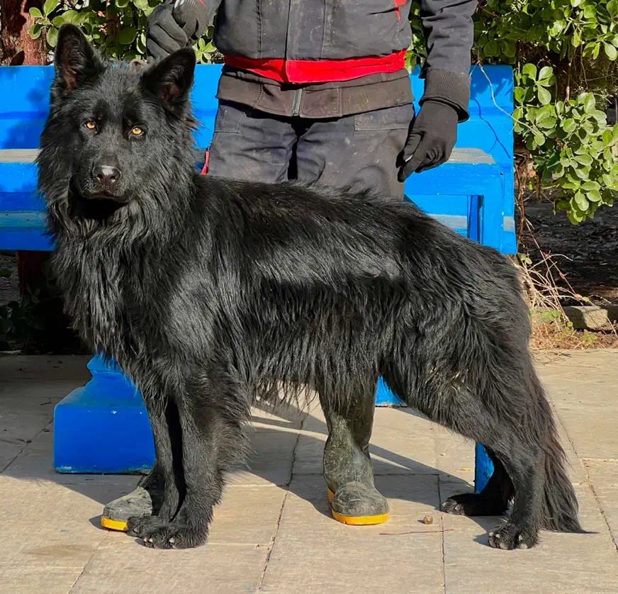 سگ ژرمن شپرد بلک نر یکساله موبلند شده فی ۴۰ م ت|سگ|تهران, تهرانسر شرقی|دیوار