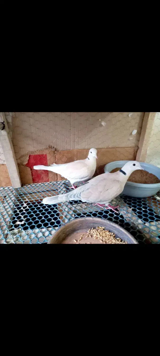 یک جفت کبوتر زینتی خارجی|پرنده|لاهیجان, گلستان|دیوار